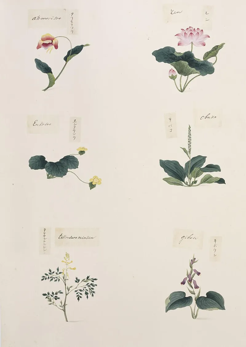 Plantain Lily (Hosta spp.) in Middle Tennessee