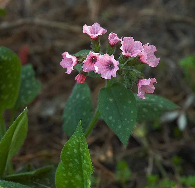 pulmonaria (Pulmonaria saccharata) in Middle Tennessee