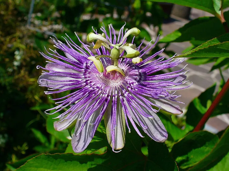 Purple Passionflower (Passiflora incarnata) in Middle Tennessee