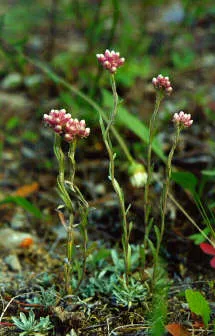Pussytoes (Antennaria plantaginifolia) in Middle Tennessee