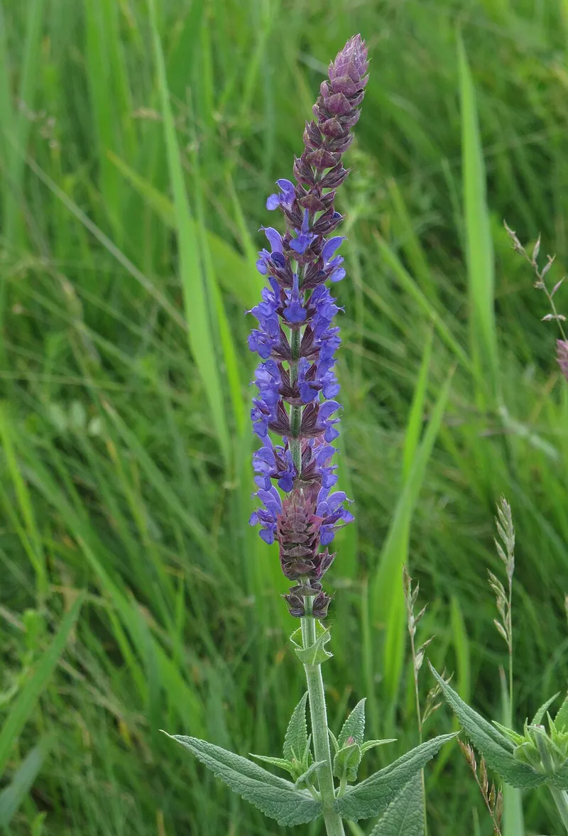 salvia (Salvia nemorosa) in Middle Tennessee