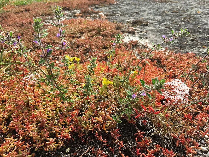 sedum (Sedum spp.) in Middle Tennessee