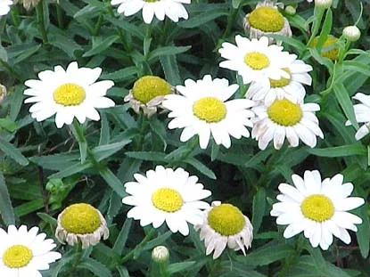 shasta daisy (Leucanthemum x superbum) in Middle Tennessee