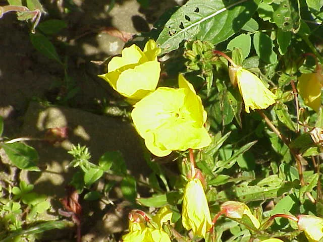 Sundrops thumbnail 3