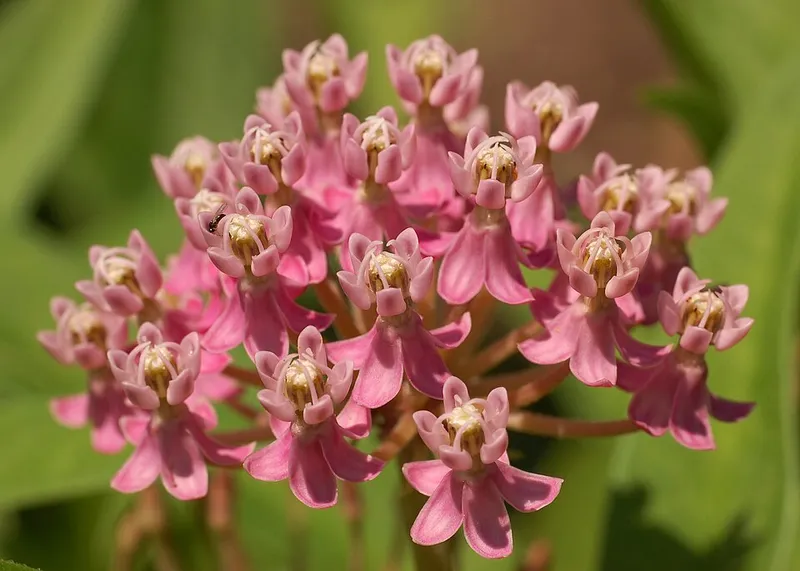 Swamp Milkweed (Asclepias incarnata) in Middle Tennessee