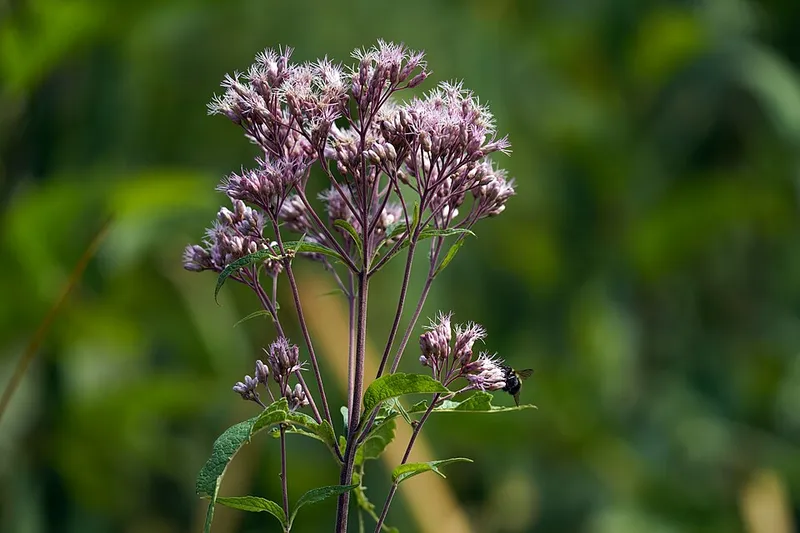 Sweet Joe-Pye Weed (Eutrochium purpureum) in Middle Tennessee