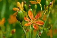 Blackberry Lily in Middle Tennessee