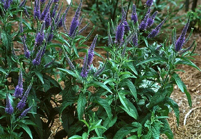 veronica (Veronica longifolia) in Middle Tennessee