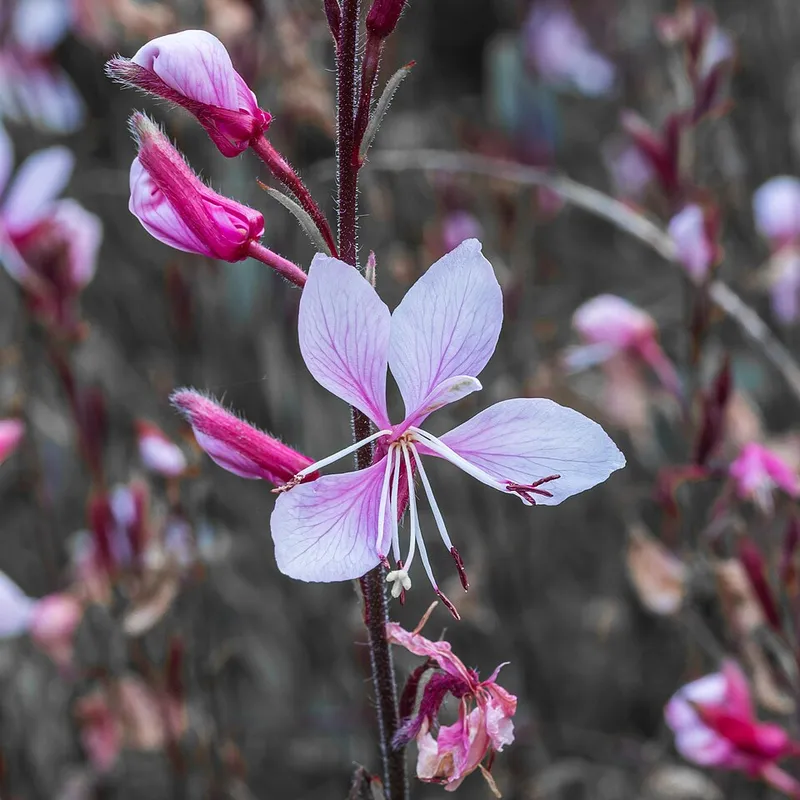 Wand Flower (Gaura lindheimeri) in Middle Tennessee