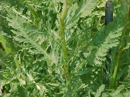 Perennials in Middle Tennessee