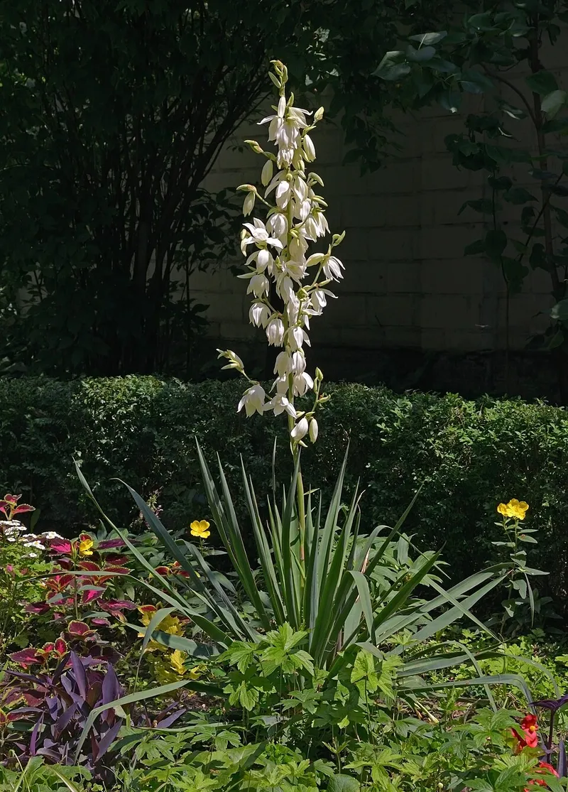yucca (Yucca filamentosa) in Middle Tennessee