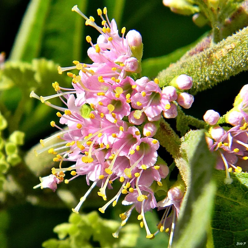 American Beautyberry (Callicarpa americana) in Middle Tennessee