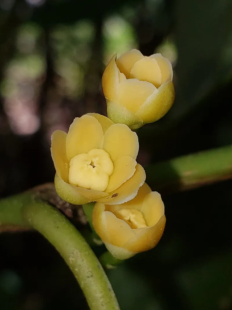 Anisetree (Illicium parviflorum) in Middle Tennessee