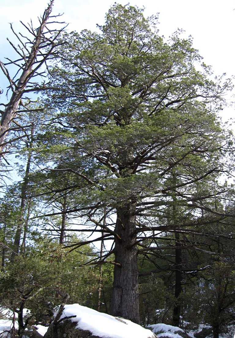 Arizona Cypress (Cupressus arizonica) in Middle Tennessee