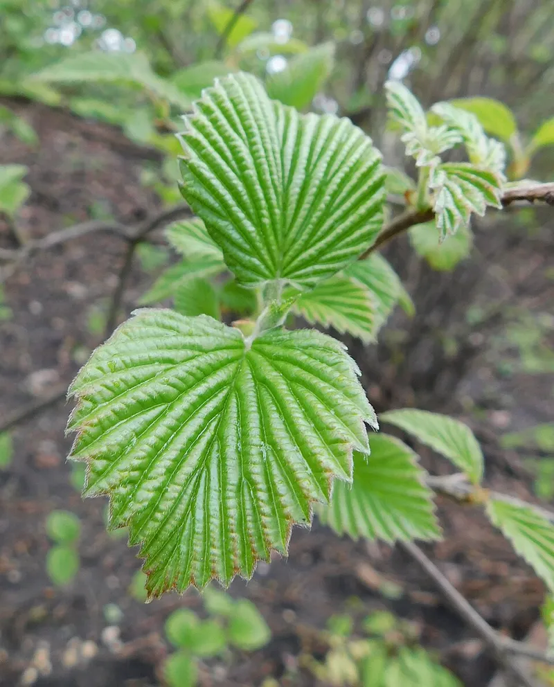 Arrowwood Viburnum (Viburnum dentatum) in Middle Tennessee