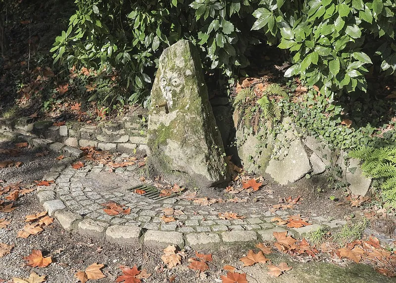 Aucuba (Aucuba japonica) in Middle Tennessee