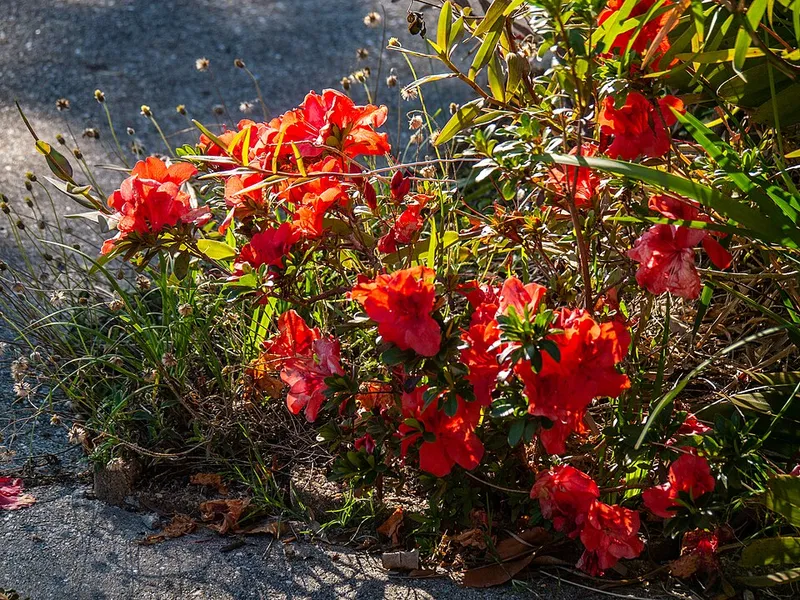 Azalea (Rhododendron spp.) in Middle Tennessee