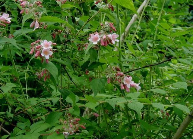 Beauty Bush (Kolkwitzia amabilis) in Middle Tennessee