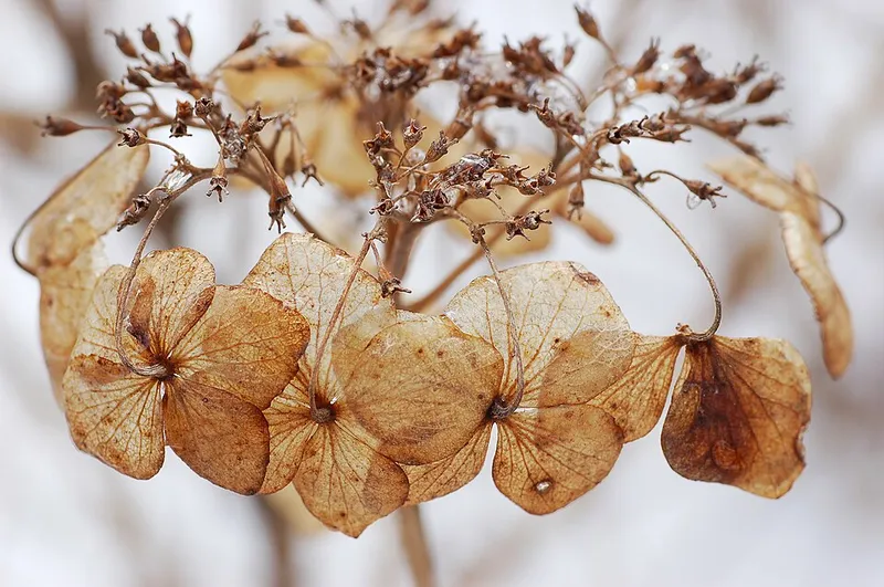 Bigleaf Hydrangea (Hydrangea macrophylla) in Middle Tennessee
