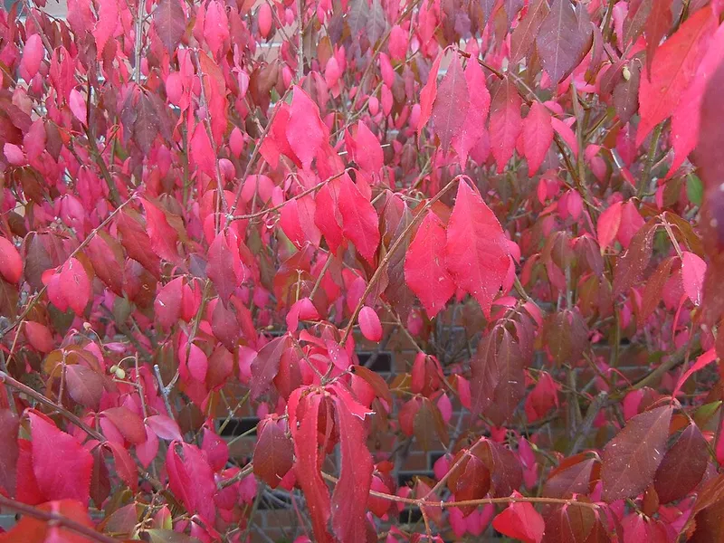 Burning Bush (Euonymus alatus) in Middle Tennessee