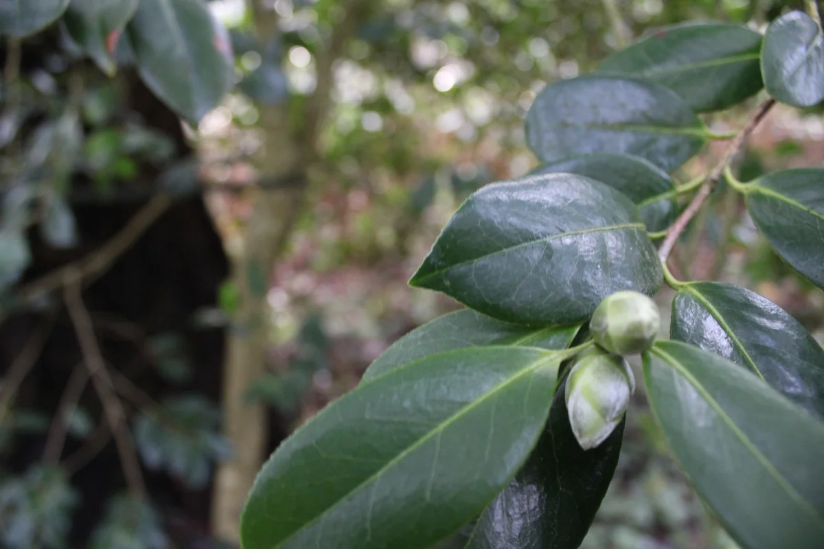 Camellia thumbnail 2