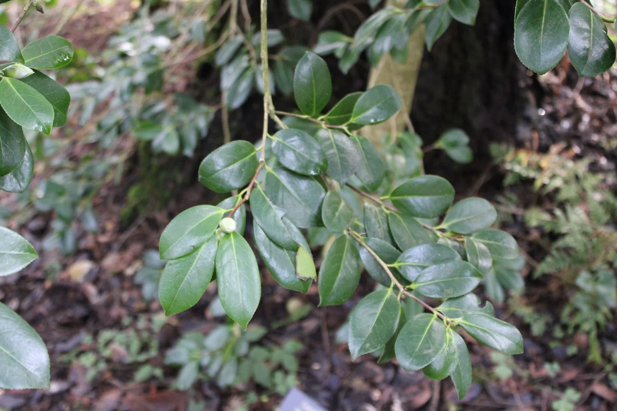 Camellia thumbnail 3