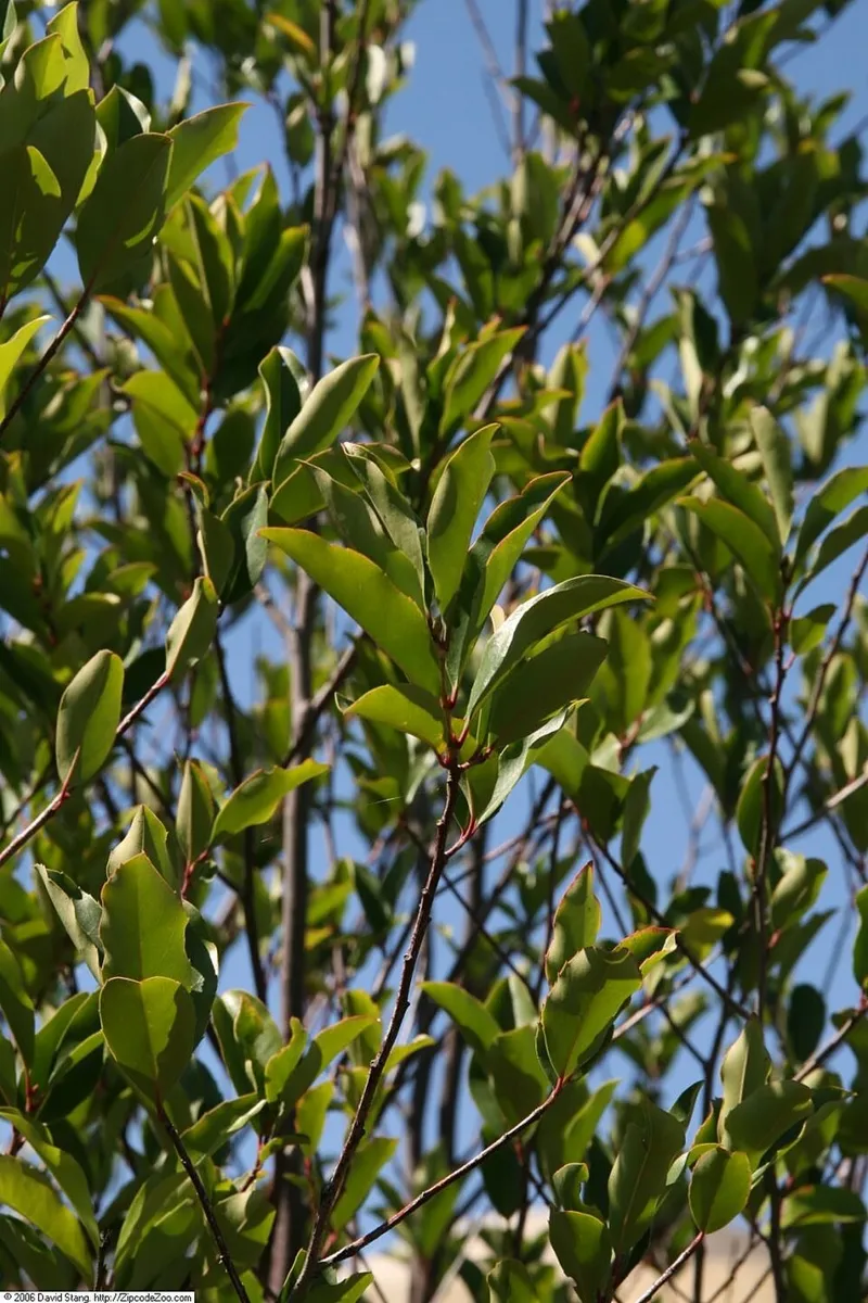 Shrubs in Middle Tennessee