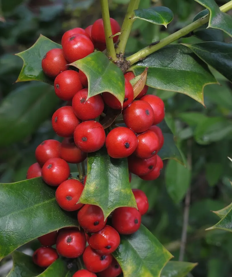 Chinese Holly (Ilex cornuta) in Middle Tennessee