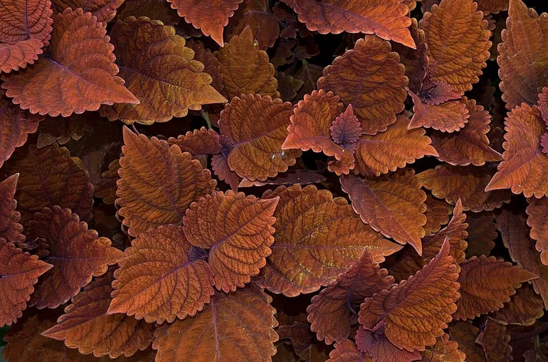 Coleus (Plectranthus scutellarioides) in Middle Tennessee