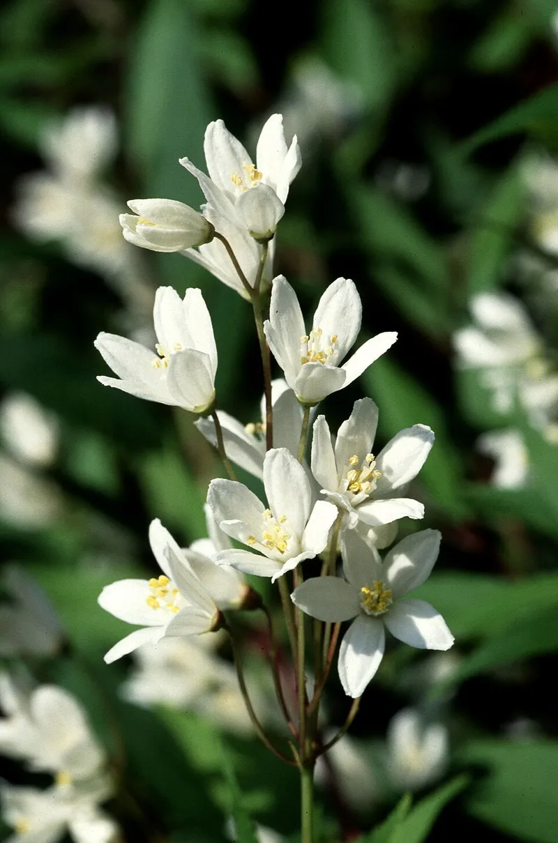 Deutzia (Deutzia scabra) in Middle Tennessee