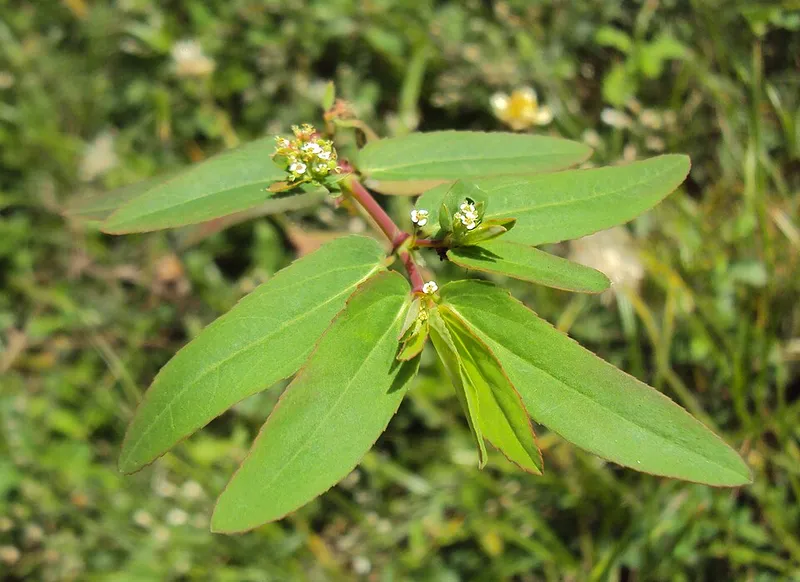 Diamond Frost (Euphorbia hypericifolia) in Middle Tennessee