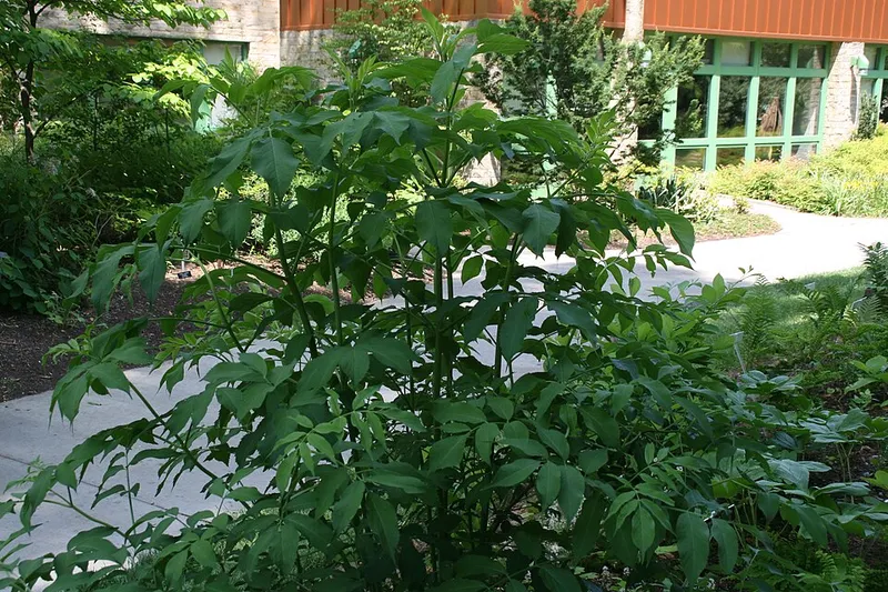 Elderberry (Sambucus canadensis) in Middle Tennessee