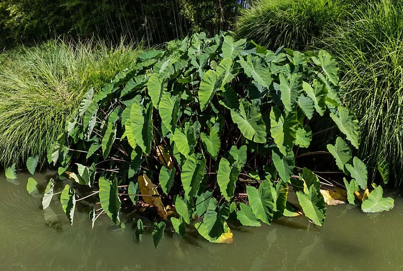 Elephant Ear (Colocasia esculenta) in Middle Tennessee