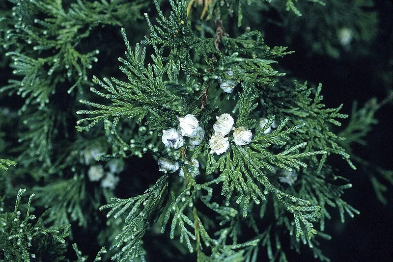 False Cypress (Chamaecyparis pisifera) in Middle Tennessee