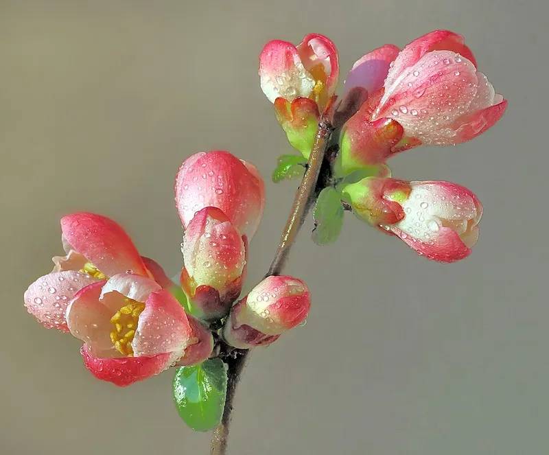 Flowering Quince (Chaenomeles speciosa) in Middle Tennessee