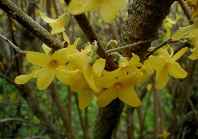 Forsythia (Forsythia x intermedia) in Middle Tennessee