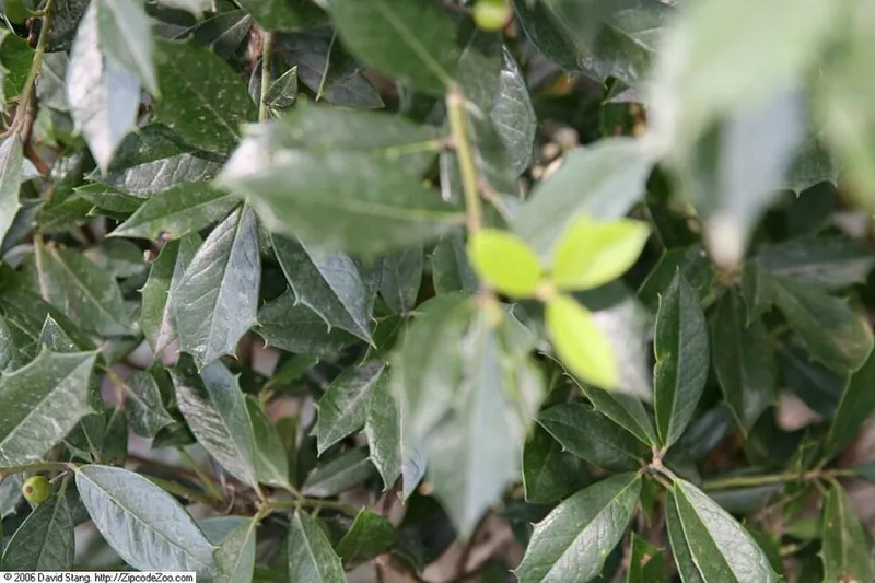 Foster Holly (Ilex x attenuata) in Middle Tennessee
