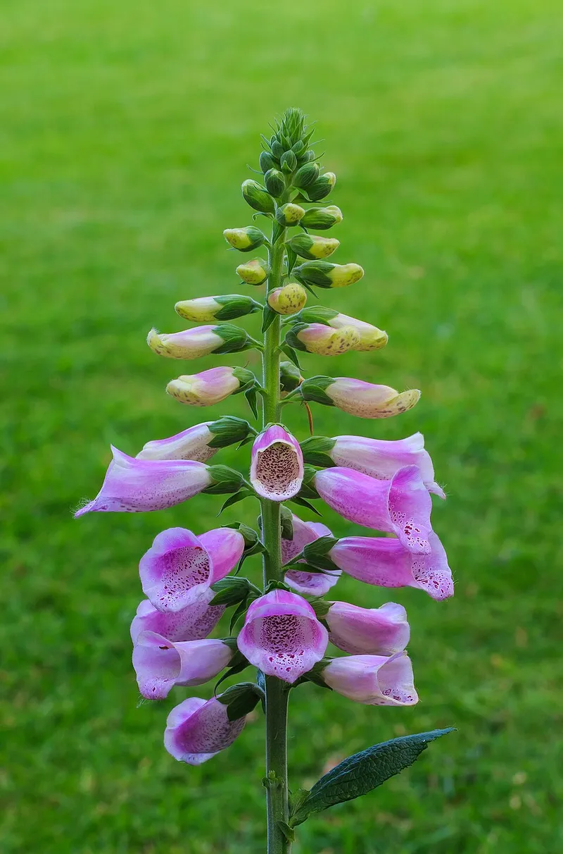 Foxglove (Digitalis purpurea) in Middle Tennessee