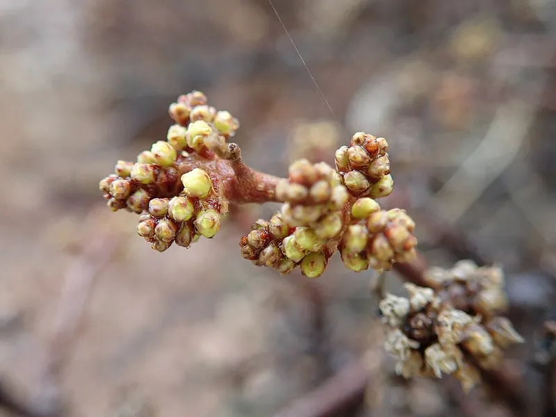 Fragrant Sumac (Rhus aromatica) in Middle Tennessee