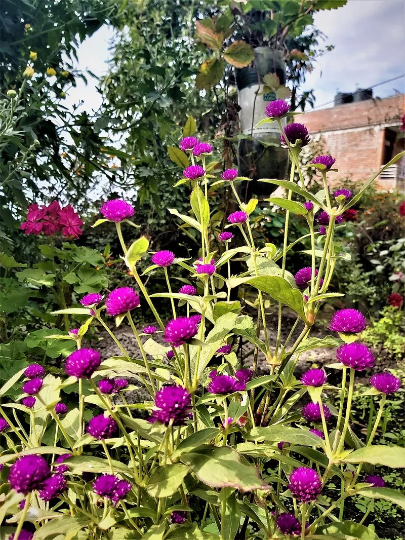 Globe Amaranth (Gomphrena globosa) in Middle Tennessee