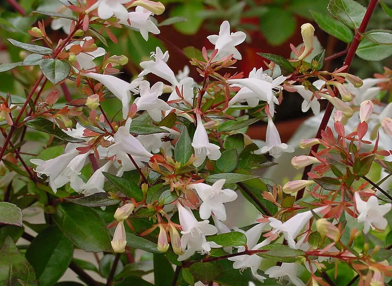 Glossy Abelia (Abelia x grandiflora) in Middle Tennessee