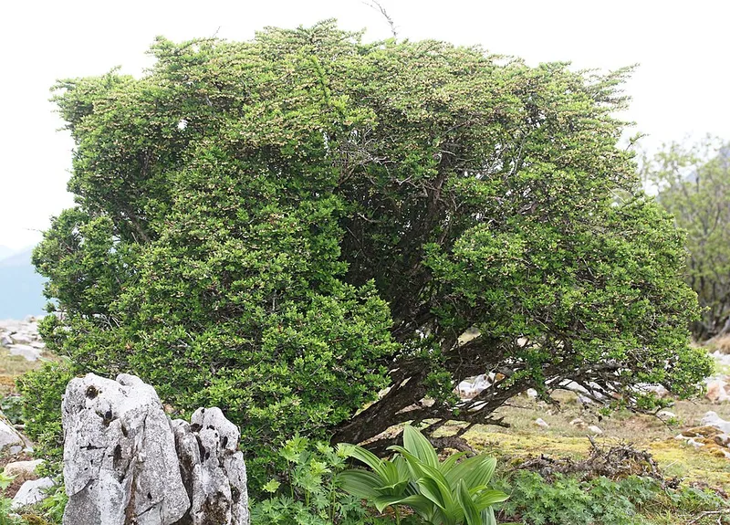 Japanese Barberry (Berberis thunbergii) in Middle Tennessee