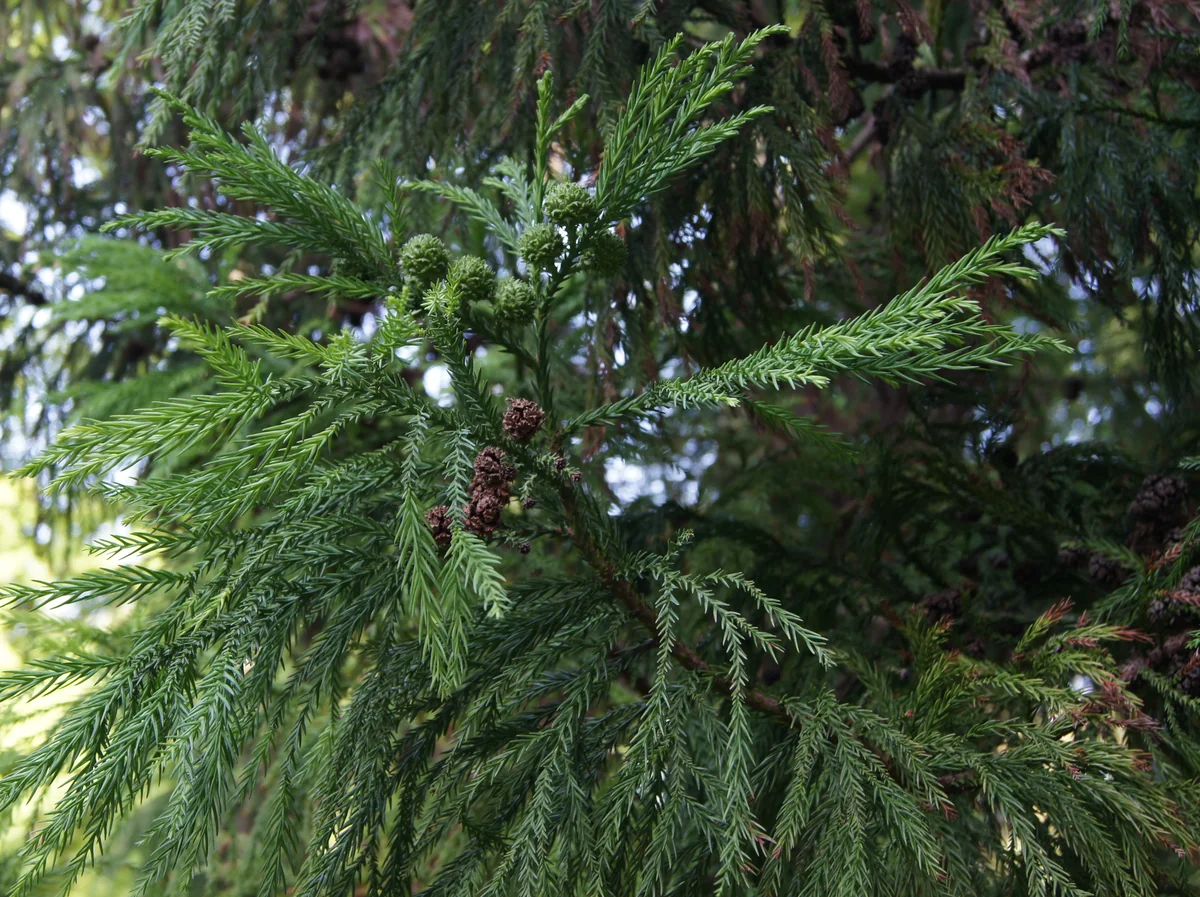 Japanese Cryptomeria thumbnail 2