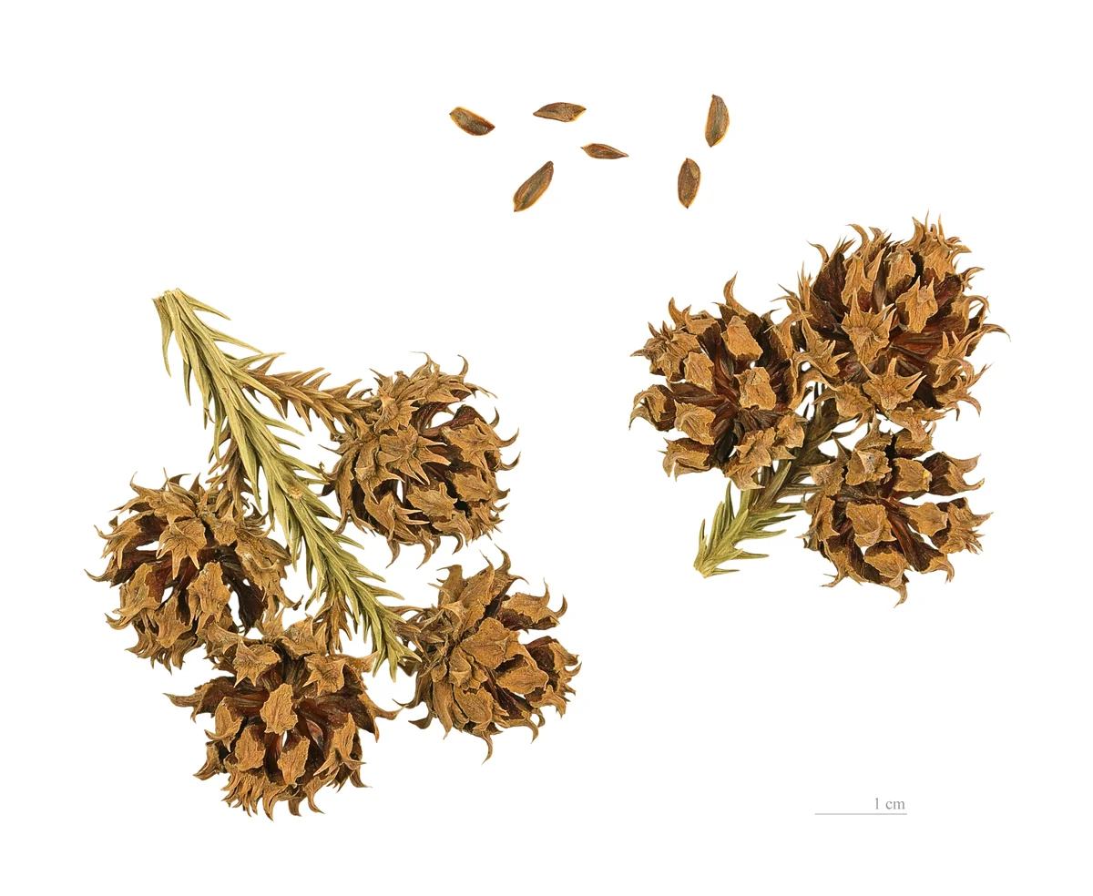 Japanese Cryptomeria thumbnail 3