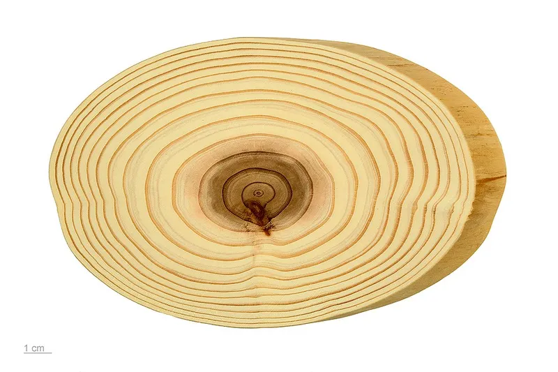 Japanese Cryptomeria (Cryptomeria japonica) in Middle Tennessee