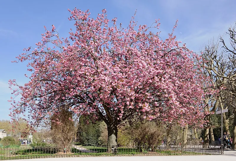 Japanese Flowering Cherry (Prunus serrulata) in Middle Tennessee