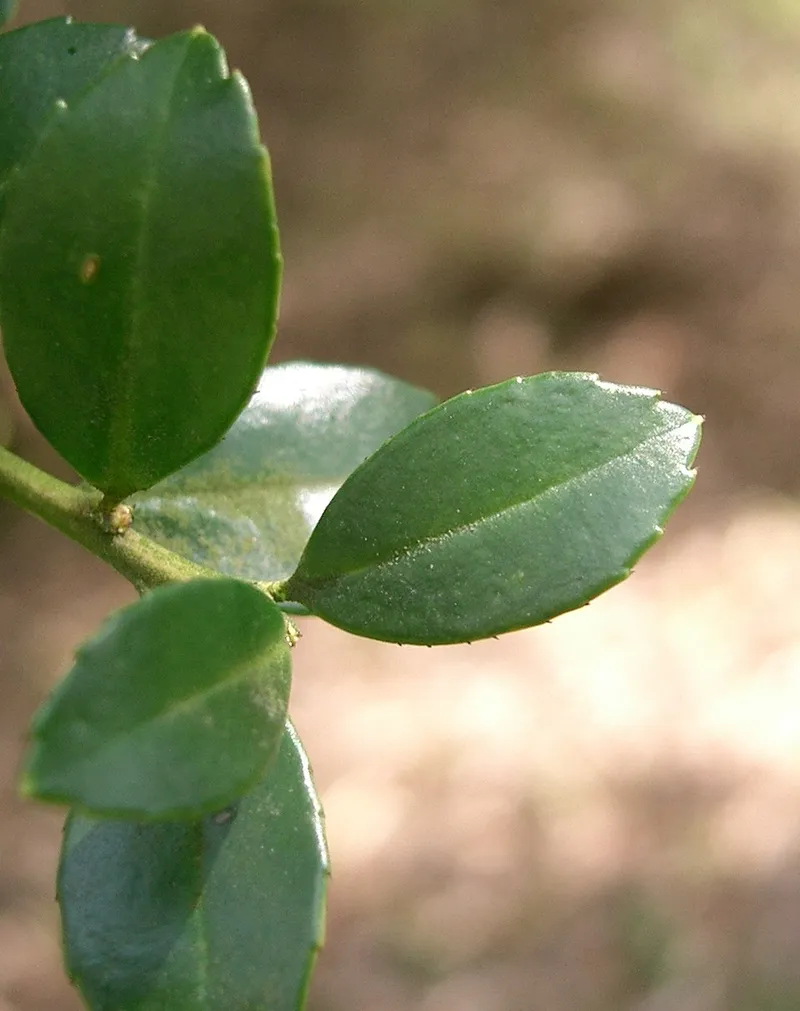 Japanese Holly (Ilex crenata) in Middle Tennessee