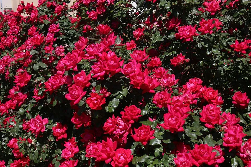 Knockout Rose (Rosa 'Knock Out') in Middle Tennessee