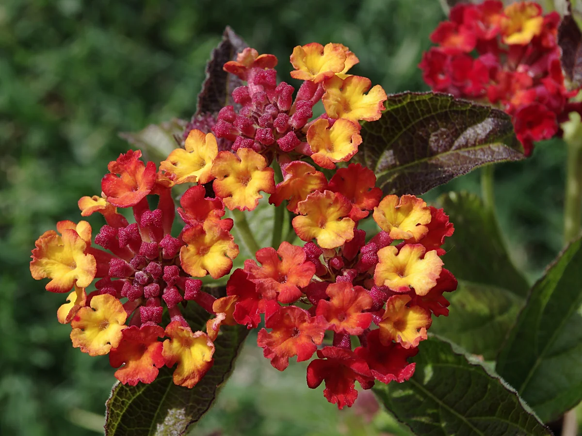 Lantana thumbnail 2