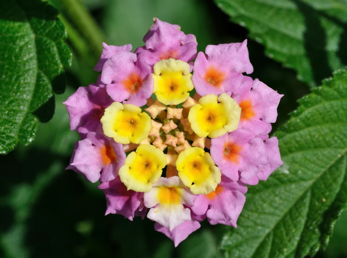 Lantana thumbnail 3